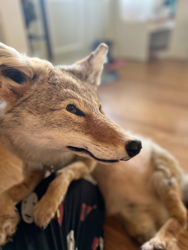 Puede incluir: Un coyote disecado con pelaje marr&oacute;n y marr&oacute;n, con un rostro detallado y una expresi&oacute;n atenta. El coyote est&aacute; en una pose relajada, con su cuerpo parcialmente visible. El fondo est&aacute; borroso, centrando la atenci&oacute;n en el animal.