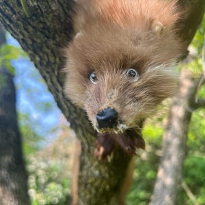 Puede incluir: Primer plano de un peque&ntilde;o animal marr&oacute;n con pelaje esponjoso, posado en un &aacute;rbol. El animal tiene una nariz negra, pelaje claro alrededor de la cara y ojos grandes y expresivos. El fondo est&aacute; borroso con follaje verde.