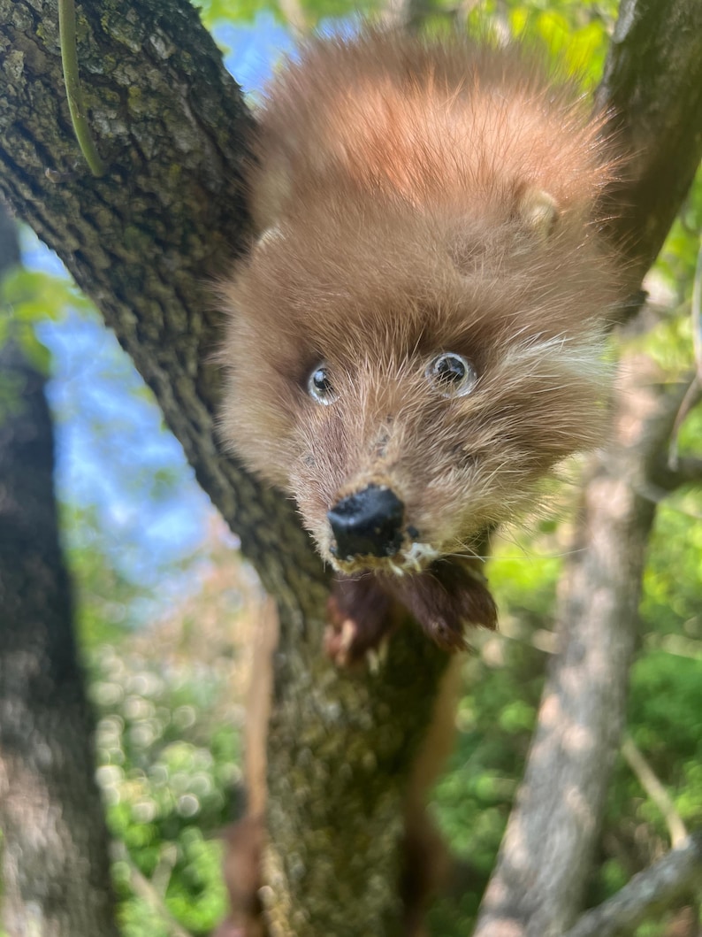 Puede incluir: Primer plano de un peque&ntilde;o animal marr&oacute;n con pelaje esponjoso, posado en un &aacute;rbol. El animal tiene una nariz negra, pelaje claro alrededor de la cara y ojos grandes y expresivos. El fondo est&aacute; borroso con follaje verde.