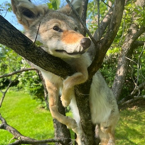 Könnte beinhalten: Ein Kojote ruht in einem Baum, sein Fell ist eine Mischung aus Braun, Grau und Weiß. Der Kopf und der Oberkörper des Kojoten sind sichtbar, mit seinen Pfoten und dem unteren Körper, der herunterhängt. Der Hintergrund umfasst grünes Gras und Äste.