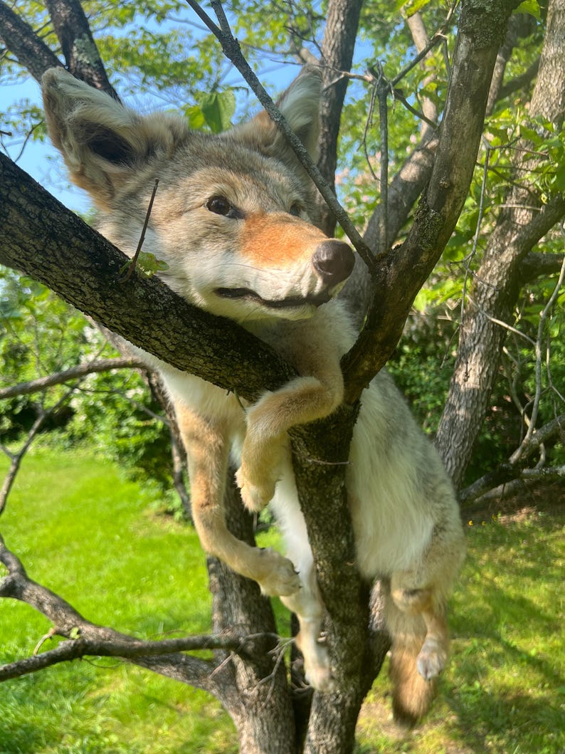 Puede incluir: Un coyote descansa en un &aacute;rbol, su pelaje es una mezcla de marr&oacute;n, gris y blanco. La cabeza y la parte superior del cuerpo del coyote son visibles, con sus patas y la parte inferior del cuerpo colgando. El fondo incluye hierba verde y ramas de &aacute;rboles.