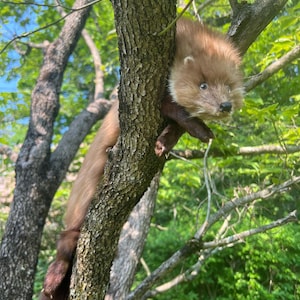 Puede incluir: Un animal marr&oacute;n y canela con una cola larga se aferra al tronco de un &aacute;rbol. El animal tiene una cara y un pecho de color marr&oacute;n claro, con pelaje marr&oacute;n m&aacute;s oscuro en la espalda y la cola. Hojas verdes y cielo azul son visibles en el fondo.