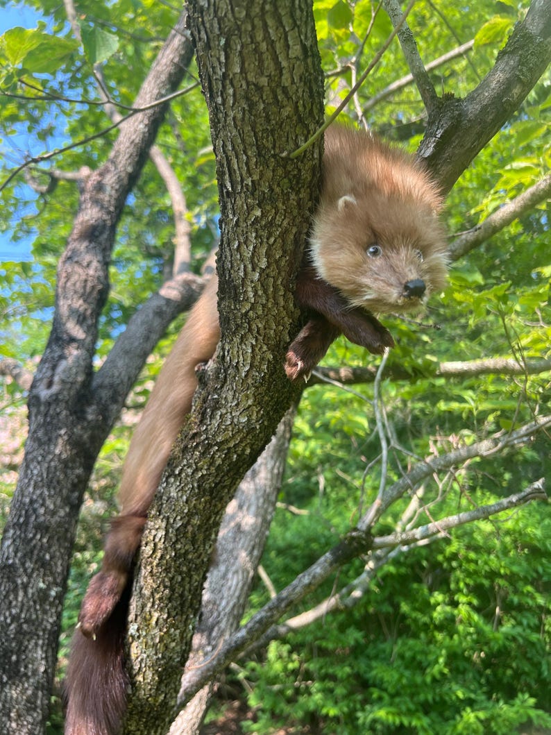 Puede incluir: Un animal marr&oacute;n y canela con una cola larga se aferra al tronco de un &aacute;rbol. El animal tiene una cara y un pecho de color marr&oacute;n claro, con pelaje marr&oacute;n m&aacute;s oscuro en la espalda y la cola. Hojas verdes y cielo azul son visibles en el fondo.