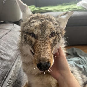 Puede incluir: Primer plano de una cabeza de coyote disecada, con pelaje marr&oacute;n y beige y orejas erguidas. La nariz del coyote tiene varias agujas insertadas. La imagen se centra en la cara del animal.