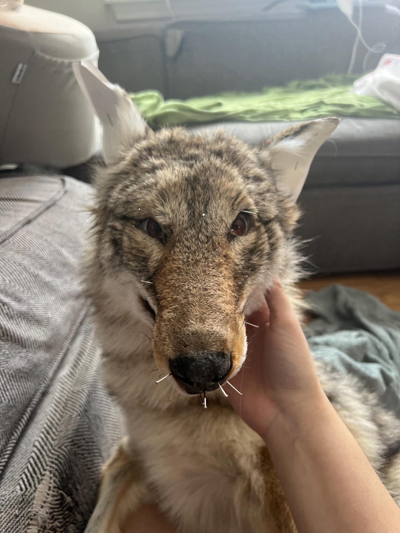 Puede incluir: Primer plano de una cabeza de coyote disecada, con pelaje marr&oacute;n y beige y orejas erguidas. La nariz del coyote tiene varias agujas insertadas. La imagen se centra en la cara del animal.