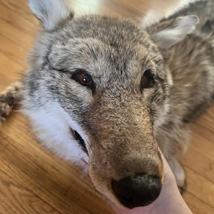 Puede incluir: Primer plano de la cabeza de un coyote, mostrando su pelaje en tonos marrones, grises y blancos. El coyote tiene ojos oscuros y una nariz negra. La imagen es una vista detallada de la cara del animal.