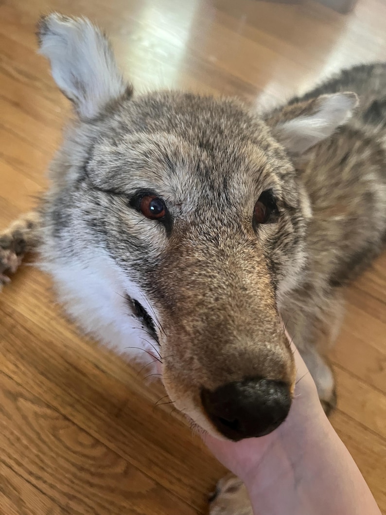 Puede incluir: Primer plano de la cabeza de un coyote, mostrando su pelaje en tonos marrones, grises y blancos. El coyote tiene ojos oscuros y una nariz negra. La imagen es una vista detallada de la cara del animal.