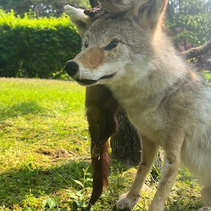 Puede incluir: Un coyote disecado con un animal disecado m&aacute;s peque&ntilde;o en la cabeza, al aire libre. El coyote tiene pelaje marr&oacute;n y gris, con una nariz marr&oacute;n y una expresi&oacute;n concentrada. El animal m&aacute;s peque&ntilde;o es marr&oacute;n. El fondo presenta hierba verde y &aacute;rboles.
