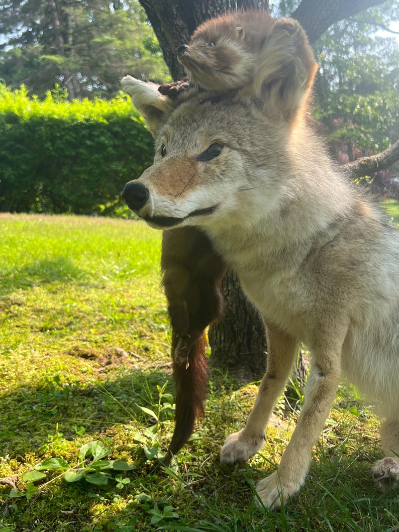 Puede incluir: Un coyote disecado con un animal disecado m&aacute;s peque&ntilde;o en la cabeza, al aire libre. El coyote tiene pelaje marr&oacute;n y gris, con una nariz marr&oacute;n y una expresi&oacute;n concentrada. El animal m&aacute;s peque&ntilde;o es marr&oacute;n. El fondo presenta hierba verde y &aacute;rboles.