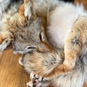 Puede incluir: Un coyote acurrucado en un suelo de madera. El pelaje del coyote es una mezcla de marr&oacute;n, gris y beige, con una parte inferior m&aacute;s clara. Sus patas y su cara son visibles, con los ojos cerrados. El coyote parece estar durmiendo o descansando.