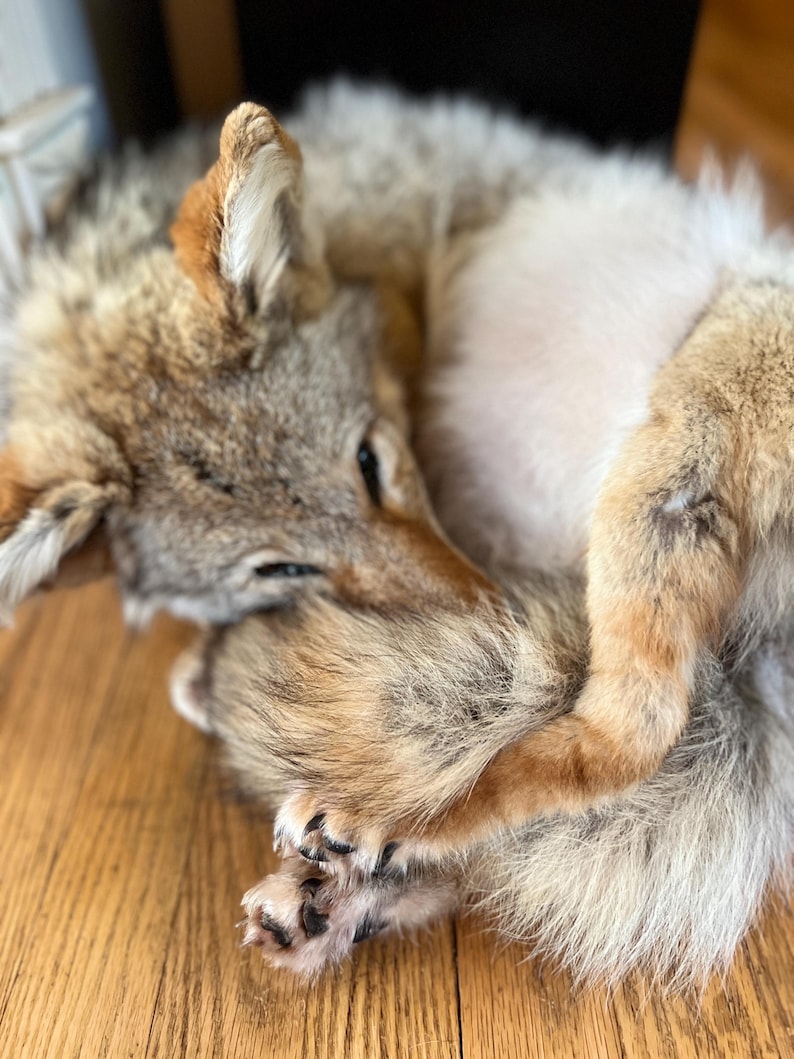 Puede incluir: Un coyote acurrucado en un suelo de madera. El pelaje del coyote es una mezcla de marr&oacute;n, gris y beige, con una parte inferior m&aacute;s clara. Sus patas y su cara son visibles, con los ojos cerrados. El coyote parece estar durmiendo o descansando.