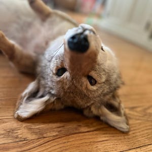 Puede incluir: Primer plano de un coyote acostado boca arriba sobre un suelo de madera. El coyote tiene pelaje marr&oacute;n claro, nariz negra y ojos oscuros. Sus orejas est&aacute;n erguidas y sus patas son visibles. El fondo est&aacute; borroso.
