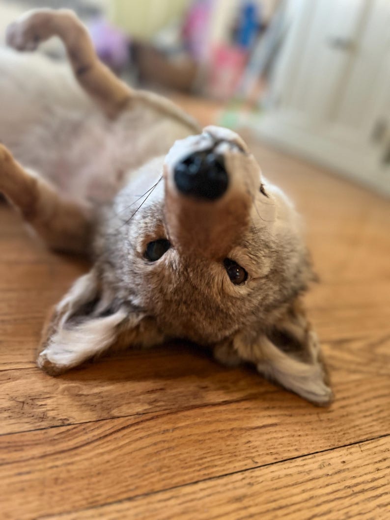 Puede incluir: Primer plano de un coyote acostado boca arriba sobre un suelo de madera. El coyote tiene pelaje marr&oacute;n claro, nariz negra y ojos oscuros. Sus orejas est&aacute;n erguidas y sus patas son visibles. El fondo est&aacute; borroso.