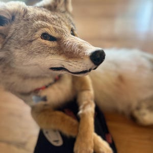 Puede incluir: Un coyote disecado con pelaje marr&oacute;n y beige, una nariz negra y un collar rojo. El coyote est&aacute; acostado con las patas cruzadas. El fondo est&aacute; borroso, mostrando un suelo de madera.