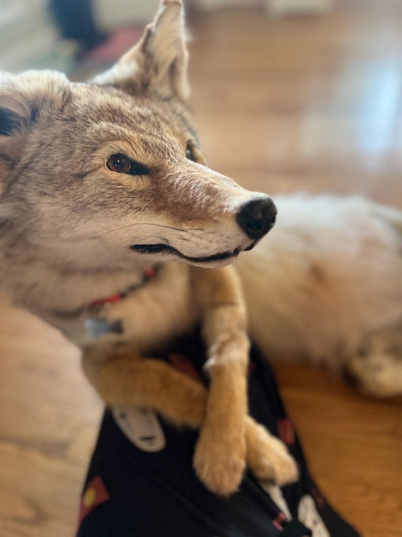 Puede incluir: Un coyote disecado con pelaje marr&oacute;n y beige, una nariz negra y un collar rojo. El coyote est&aacute; acostado con las patas cruzadas. El fondo est&aacute; borroso, mostrando un suelo de madera.