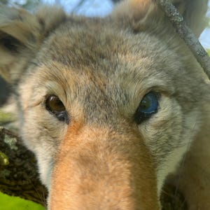Puede incluir: Primer plano de la cara de un coyote con un ojo marr&oacute;n y otro azul. El coyote tiene pelaje marr&oacute;n y marr&oacute;n, y est&aacute; posicionado frente a un fondo verde borroso de hojas y ramas.