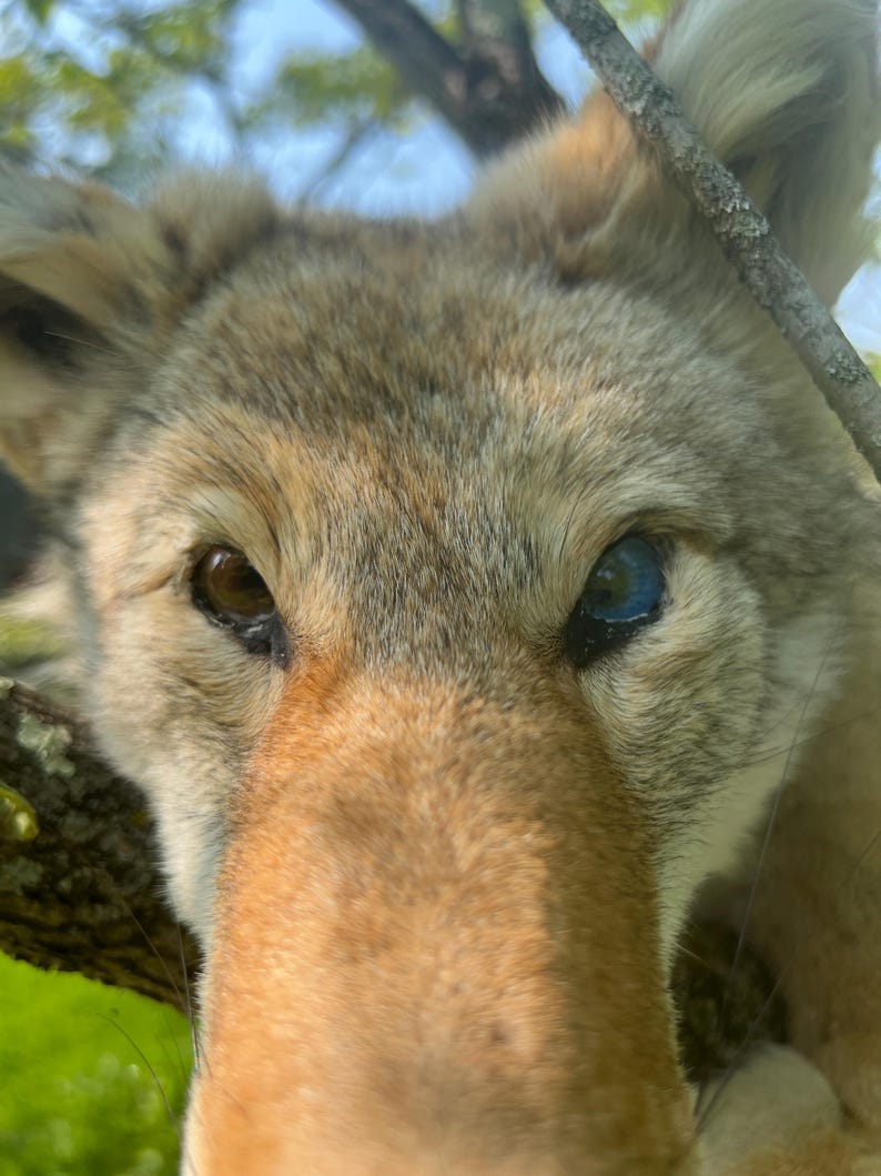 Puede incluir: Primer plano de la cara de un coyote con un ojo marr&oacute;n y otro azul. El coyote tiene pelaje marr&oacute;n y marr&oacute;n, y est&aacute; posicionado frente a un fondo verde borroso de hojas y ramas.