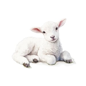 May include: Watercolor illustration of a fluffy white lamb lying down. The lamb has pink-lined ears, dark eyes, and dark hooves. The lamb is resting on a white background.
