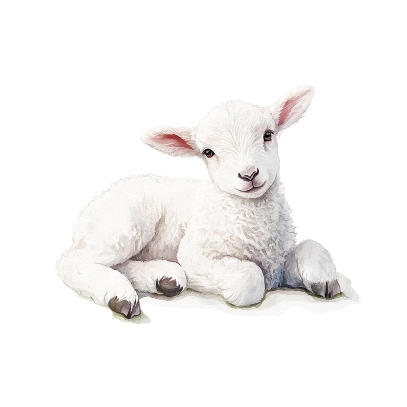 May include: Watercolor illustration of a fluffy white lamb lying down. The lamb has pink-lined ears, dark eyes, and dark hooves. The lamb is resting on a white background.
