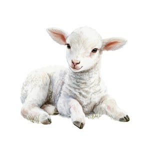 May include: Watercolor illustration of a white lamb lying down on a patch of grass. The lamb has fluffy white wool, pink ears, and brown eyes. The lamb is a cute and gentle animal.