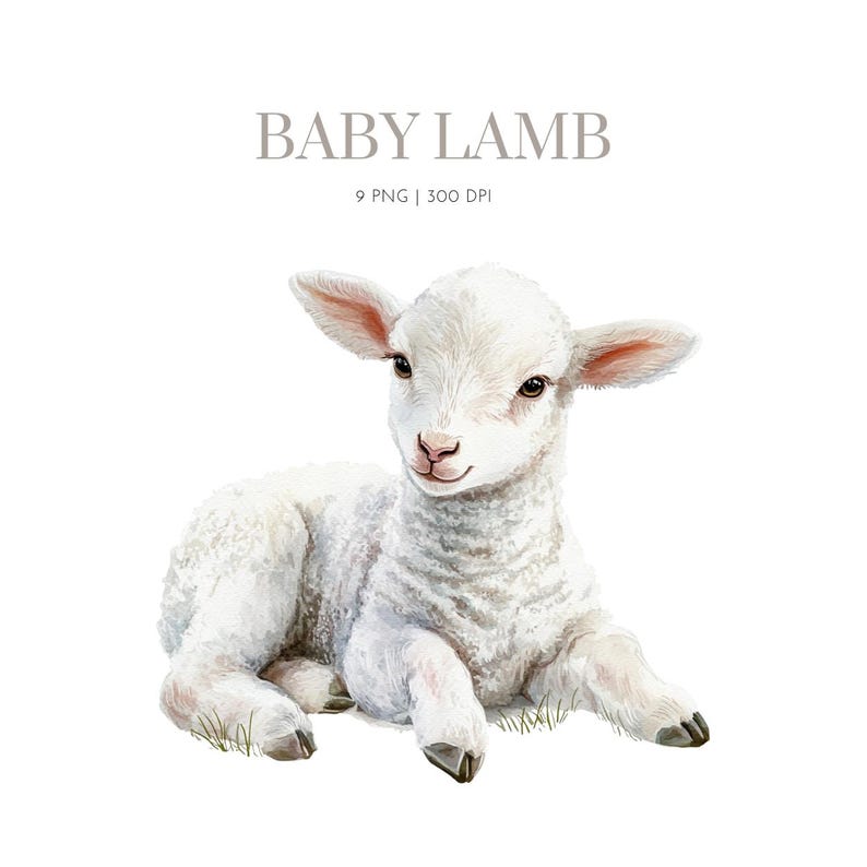 May include: Watercolor illustration of a baby lamb lying down on grass. The lamb has white wool, pink ears, and brown eyes. The text "BABY LAMB" is above the lamb, with "9 PNG | 300 DPI" below it.