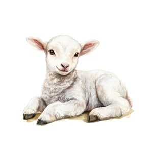 May include: A watercolor illustration of a lamb lying down. The lamb has white fluffy wool, pink ears, and brown eyes. The lamb is resting on a patch of light brown grass, with its front legs extended and its back legs tucked in.