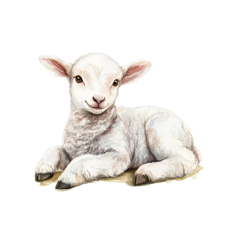 May include: A watercolor illustration of a lamb lying down. The lamb has white fluffy wool, pink ears, and brown eyes. The lamb is resting on a patch of light brown grass, with its front legs extended and its back legs tucked in.