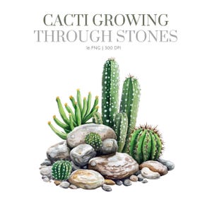 Cactus clipart jardin rocheux clipart, clipart désert aquarelle cactus, cactus sur pierre, conception de cactus, scène du désert, png de cactus, jardin de pierre