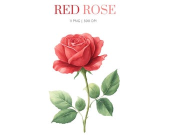 Red Rose PNG, Watercolor Red Rose Clipart, Valentine Rose Clipart, Red Rose PNG,Watercolor Red Rose Clipart, Wedding Bouquet PNG,Rose Wreath