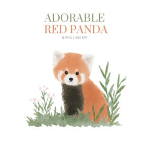 Clipart de bebé panda rojo, clipart de panda rojo en acuarela, lindos png de panda rojo, clipart de guardería de panda rojo, panda rojo bebé, clipart de panda rojo para niños