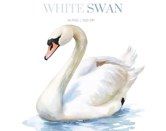 Wild swan clipart, Swan illustration, White swan clipart, White Swan River clipart, Watercolor Swan clipart PNG,Swan Graphics Design clipart