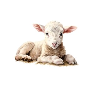 May include: A watercolor illustration of a lamb lying down. The lamb has soft, white fur, pink ears and nose, and dark eyes. It is resting on a bed of light brown grass, with a white background.