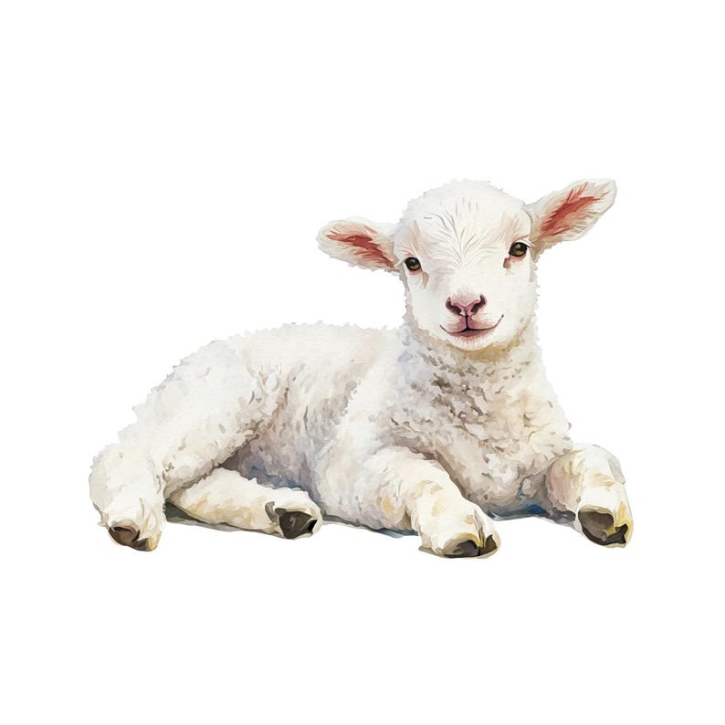 May include: A watercolor illustration of a lamb lying down. The lamb has fluffy white wool, pink ears, and brown eyes. Its hooves are black, and it appears to be resting comfortably. The background is plain white.