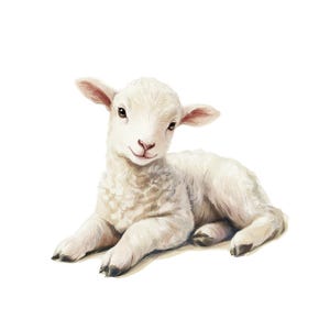 May include: A digital illustration of a fluffy white lamb lying down. The lamb has a sweet expression with brown eyes and pink ears. The artwork is set against a clean white background, highlighting the lamb's soft, textured wool.