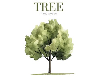 Clipart di alberi ad acquerello, PNG di alberi, clipart della natura, albero verde, giornata della terra, foresta, clipart di boschi, grafica di alberi, png di piante, clipart di alberi