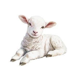 May include: Watercolor illustration of a white lamb lying down. The lamb has soft, fluffy wool, pink ears, and brown eyes. The lamb is depicted in a relaxed pose, with its legs gently extended. The background is plain white.