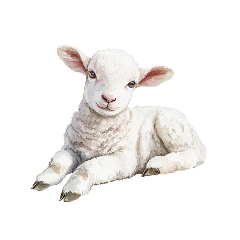 May include: Watercolor illustration of a white lamb lying down. The lamb has soft, fluffy wool, pink ears, and brown eyes. The lamb is depicted in a relaxed pose, with its legs gently extended. The background is plain white.