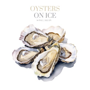 Oyster Clipart, Oyster PNG, Oyster image, Watercolor Oyster Png, Oyster Digital Clipart, Oyster on ice, Oyster clip art png, Oyster images