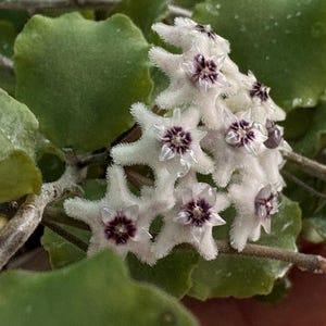 May include: A cluster of small, star-shaped Hoya flowers with fuzzy white petals and deep purple centers. The blooms are surrounded by thick, rounded, green succulent leaves attached to thin, woody stems, creating a dense botanical arrangement.