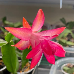 TRUE CHRISTMAS CACTUS! Healthy, fully rooted starts in 2” pots. Traditional, heirloom, live plants! Can be passed down through generations.