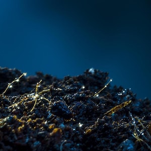 Könnte beinhalten: Nahaufnahme von dunklem Boden mit winzigen, zarten Sprossen, die aus dem Boden sprießen, beleuchtet von einer hellen Lichtquelle, die einen funkelnden Effekt erzeugt.