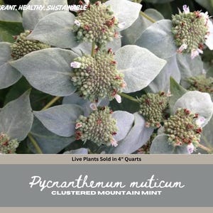 Puede incluir: Primer plano de plantas de menta de montaña agrupadas con hojas de color verde plateado y pequeños racimos de flores redondas. La imagen incluye el texto "VIBRANT, HEALTHY, SUSTAINABLE" y "Pycnanthemum muticum CLUSTERED MOUNTAIN MINT". Plantas vivas vendidas en cuartos de 4 pulgadas.