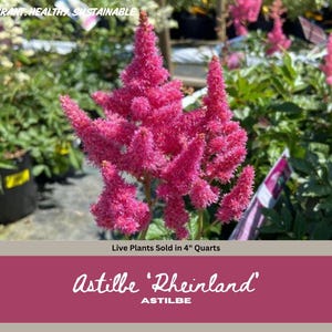 Puede incluir: Primer plano de vibrantes flores rosas de Astilbe 'Rheinland'. La imagen presenta flores plumosas en forma de cono en un entorno de jardín. El texto en la parte superior dice "Vibrant, Healthy, Sustainable". El texto inferior dice "Live Plants Sold in 4" Quarts" y "Astilbe 'Rheinland' ASTILBE."