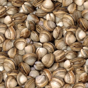 Delicious Realistic Clams Fabric BTY, Elizabeth's Studio Food Festival 623, Clambake Photoreal Clam Seashore Ocean Shellfish 100% Cotton image 1