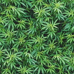 May include: A close-up view of a dense patch of green cannabis plants. The leaves are lush and vibrant, showcasing the natural beauty of this plant.