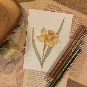Illustration botanique "Narcisse" A6, A5, carte postale, à encadrer, cottagecore, slow life, décoration, aquarelle, narcisse.