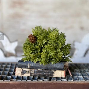 May include: A decorative arrangement featuring a small, green, leafy plant with a pinecone, resting atop two antique books. The books are bound in dark colors, with visible wear and tear, suggesting age and use. The arrangement sits on a metal surface.