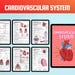 Cardiovascular System Study Guide Bundle | Heart Anatomy & Cardiac ...