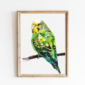 セキセイインコのアートプリント、セキセイインコの壁飾り