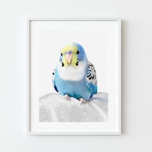 Sittich Print, Blauer Wellensittich, digital herunterladbarer Druck, druckbare Wandkunst, Vogelliebhaber Kunst